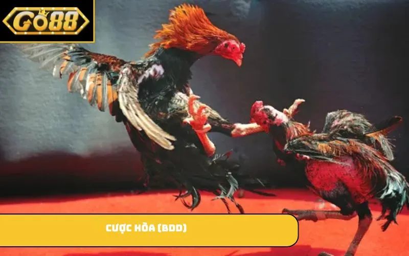 Cược Hòa (BDD)